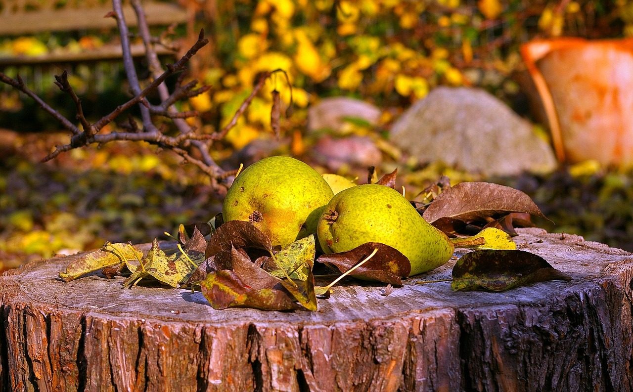 Pick Pears Before They're Ripe, and Finish Them Indoors