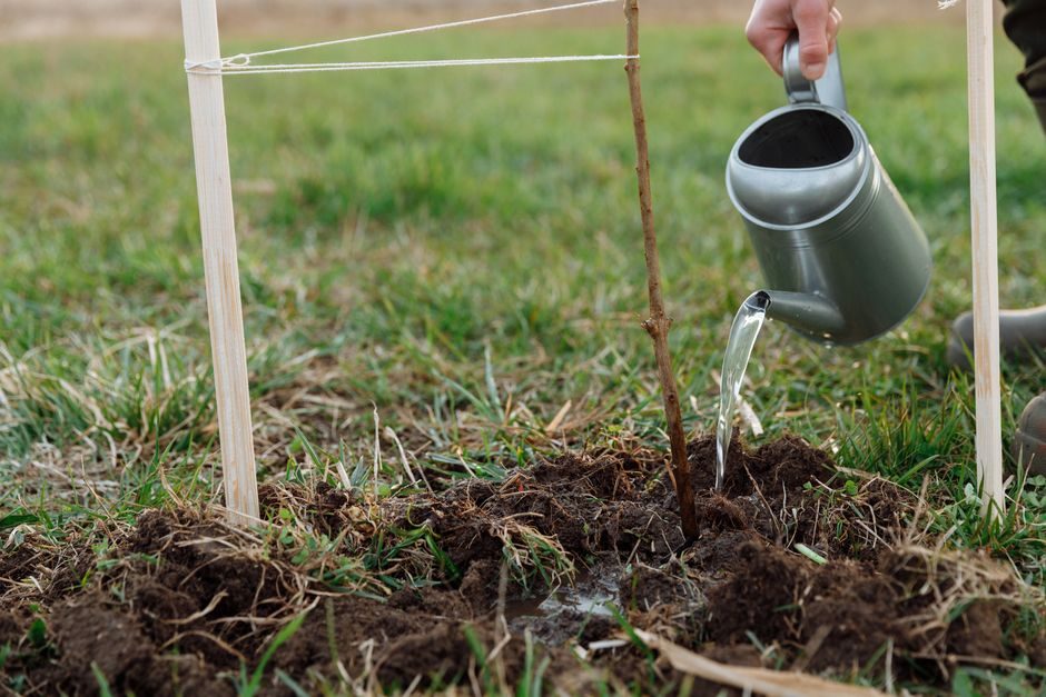 Plant a Bare-Root Fruit Tree This Autumn