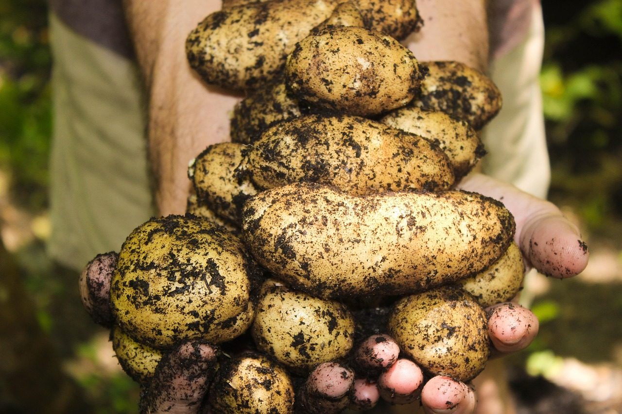 Lift and Cure Maincrop Potatoes for Winter Storage