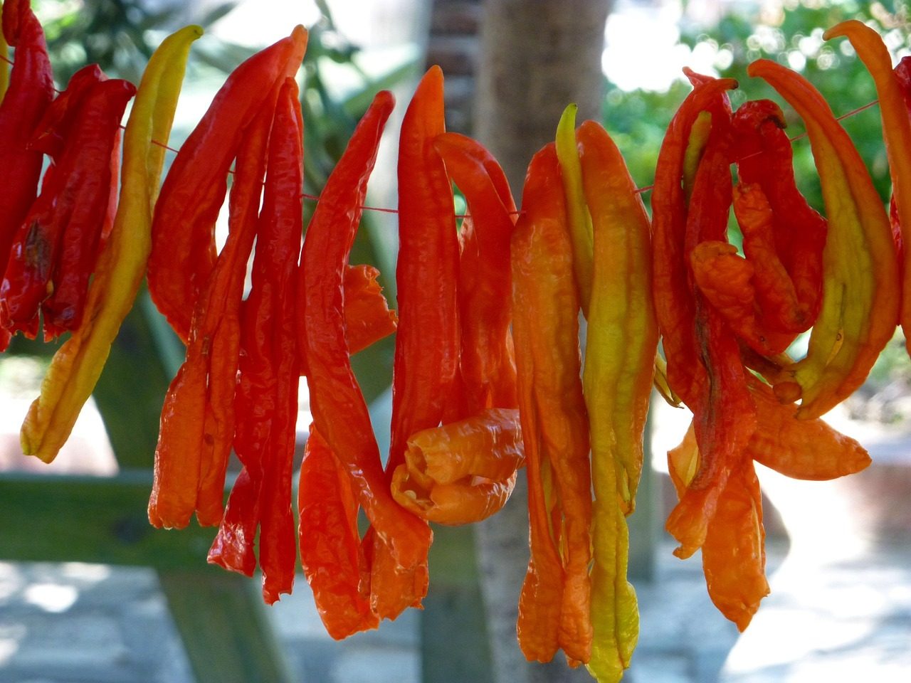String Chillies to Air-Dry Before the First Frost