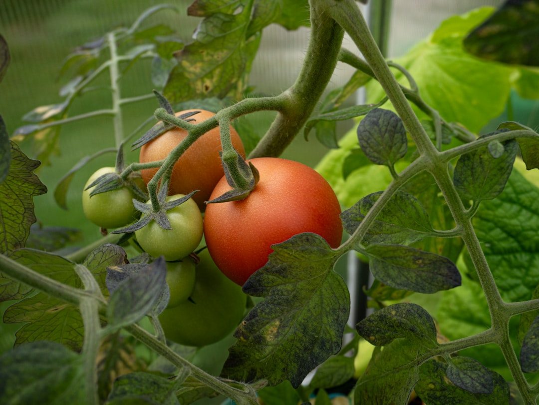 Stop Tomato Plants to Ripen the Last Trusses