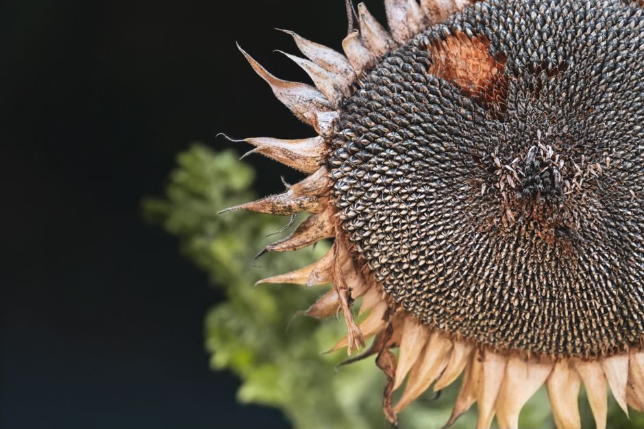 Save Sunflower Seed from Dried Flower Heads