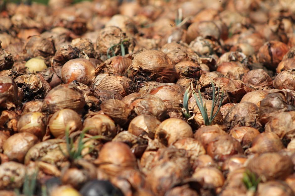 Cure Onions After Harvest for Long Winter Storage