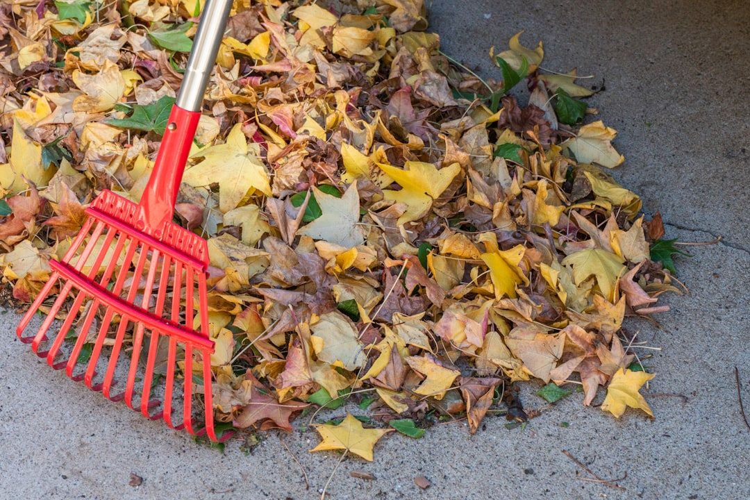 Bag Up Fallen Leaves to Make Leaf Mould