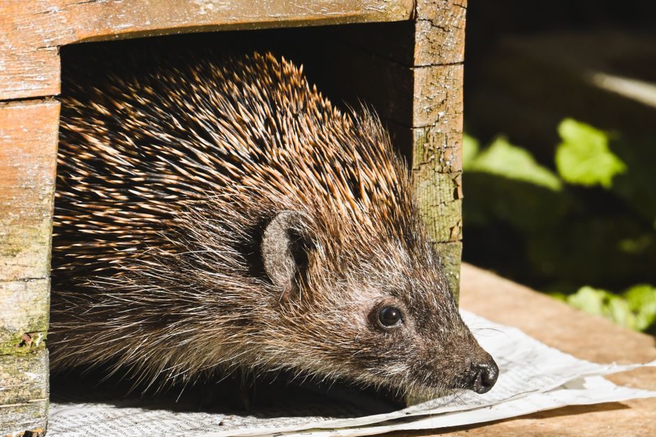 Build a Hedgehog House Before Hibernation