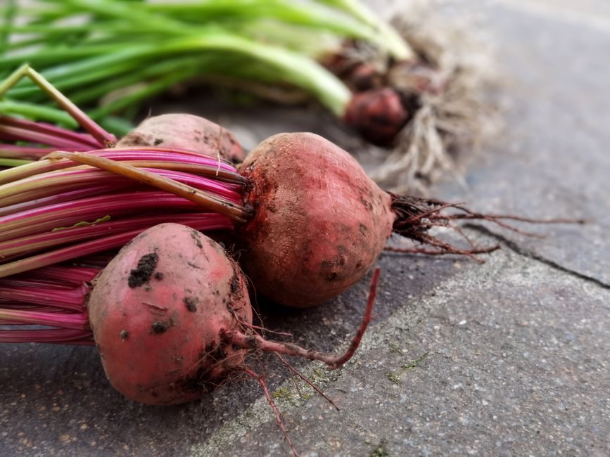 Lift and Store Beetroot for Winter Keeping