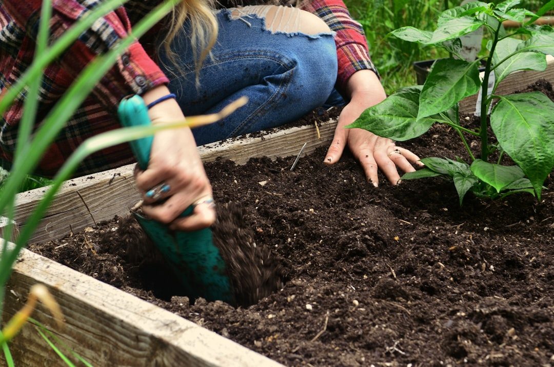 Plant Garlic Cloves in an Autumn Bed