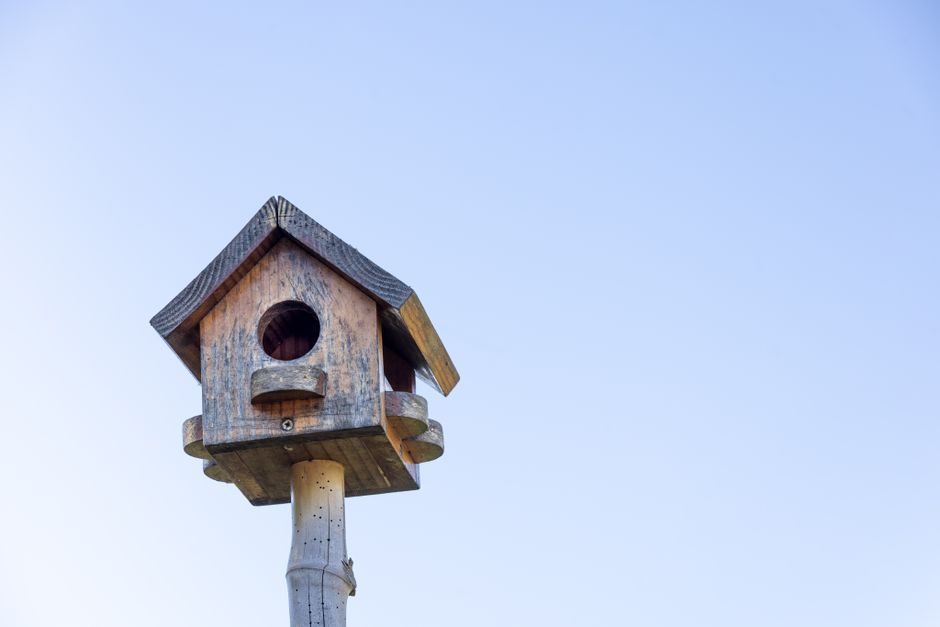 Clean Out Bird Nest Boxes Before Winter