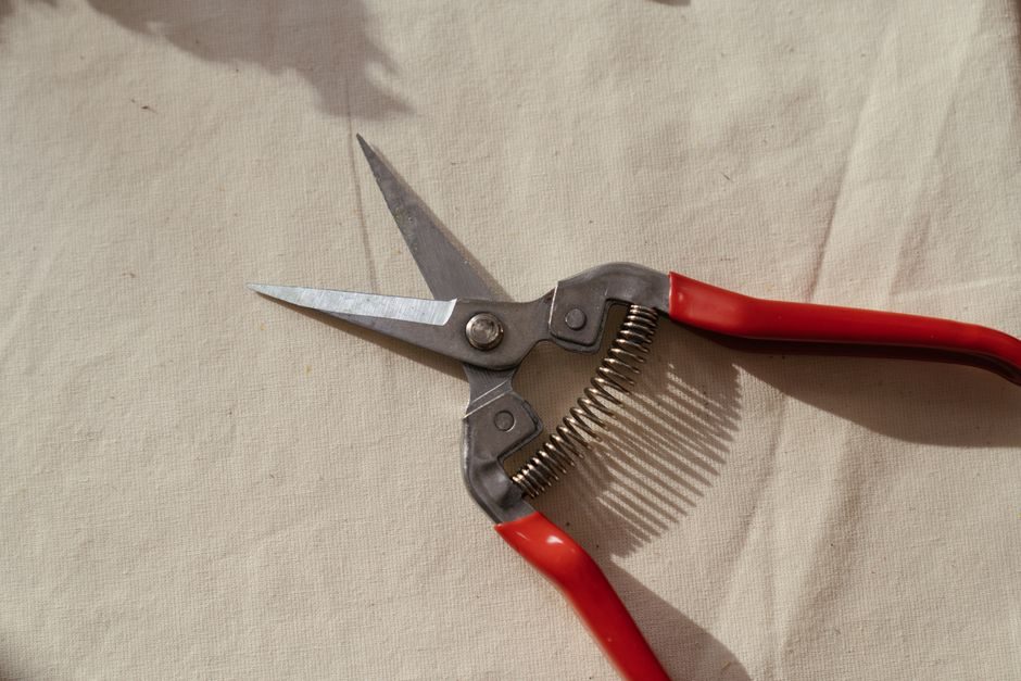 Clean, Sharpen and Oil Secateurs Before Winter Storage