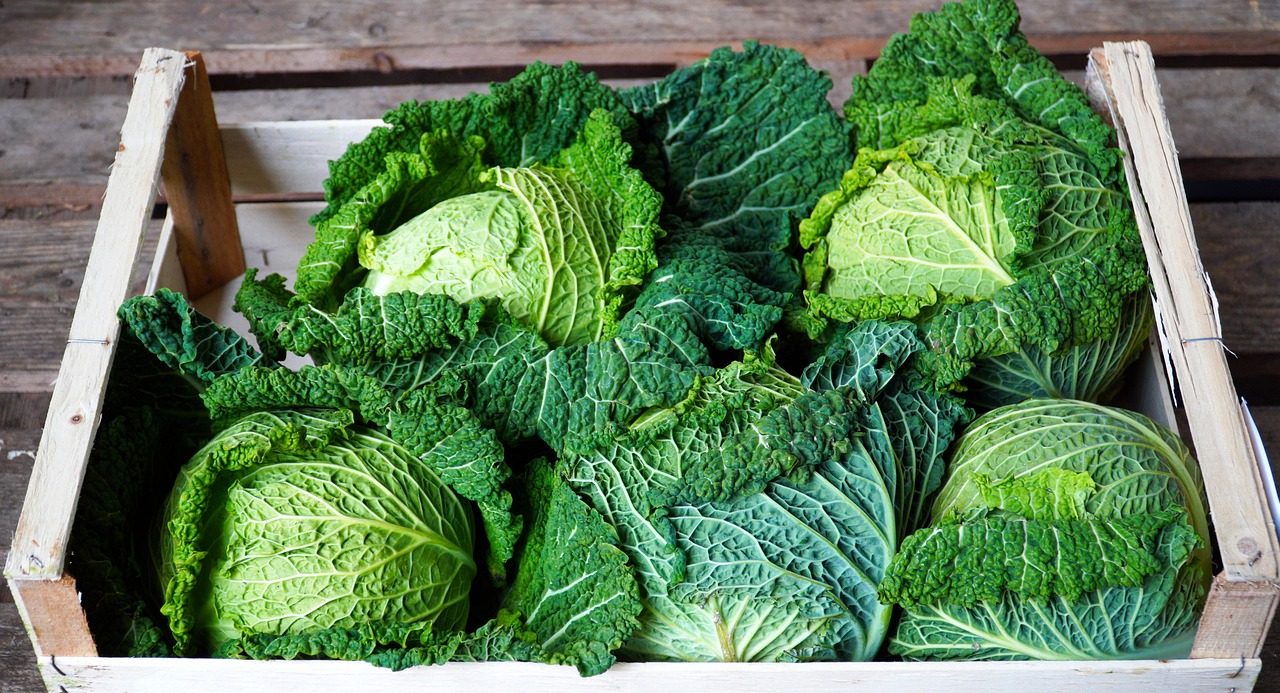 Harvest and Store Winter Cabbages for Keeping