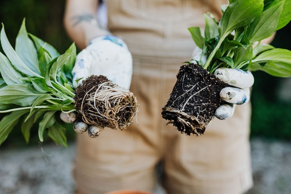 Divide and Replant Overgrown Perennial Clumps in Autumn