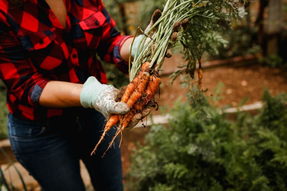 Lift and Store Maincrop Carrots for Winter Keeping