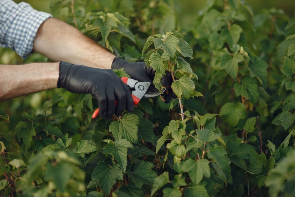 Cut Out Old Summer Raspberry Canes After Fruiting