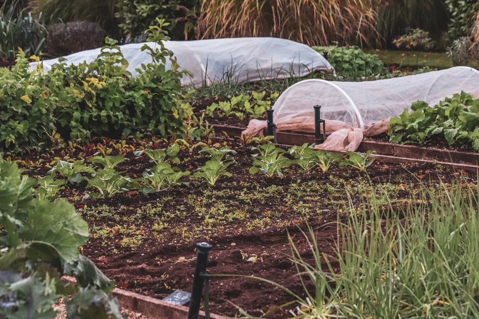 Net Autumn Brassicas Against Cabbage White Caterpillars and Pigeons