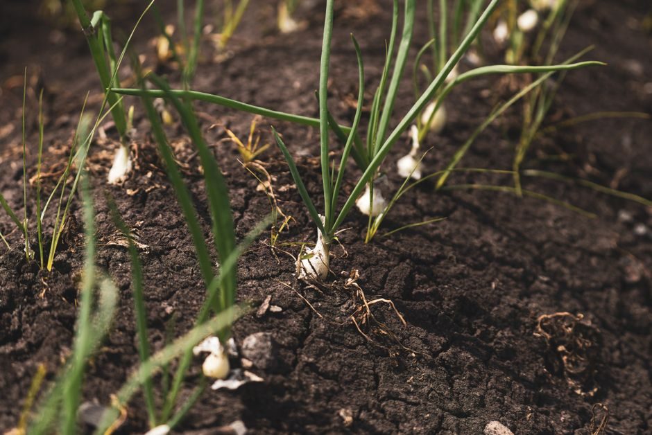 Plant Overwintering Onion Sets in an Autumn Bed
