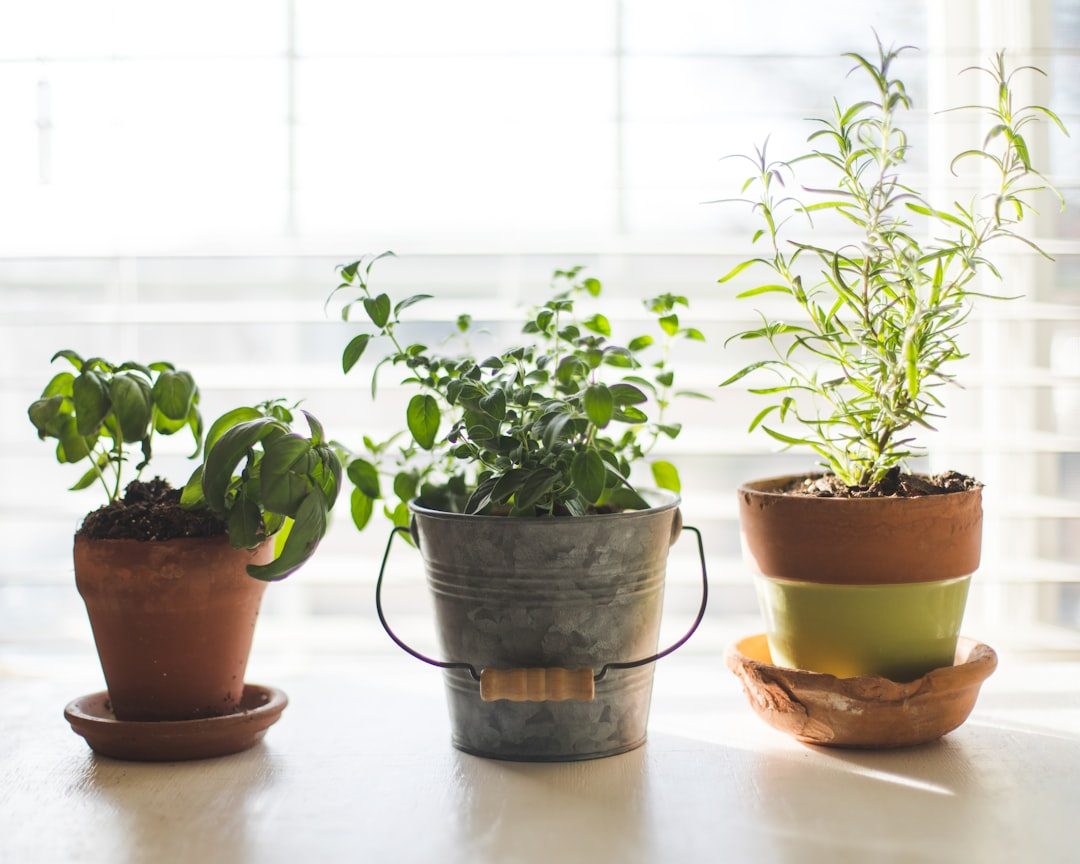 Pot Up Garden Herbs for a Winter Windowsill Before the First Frost